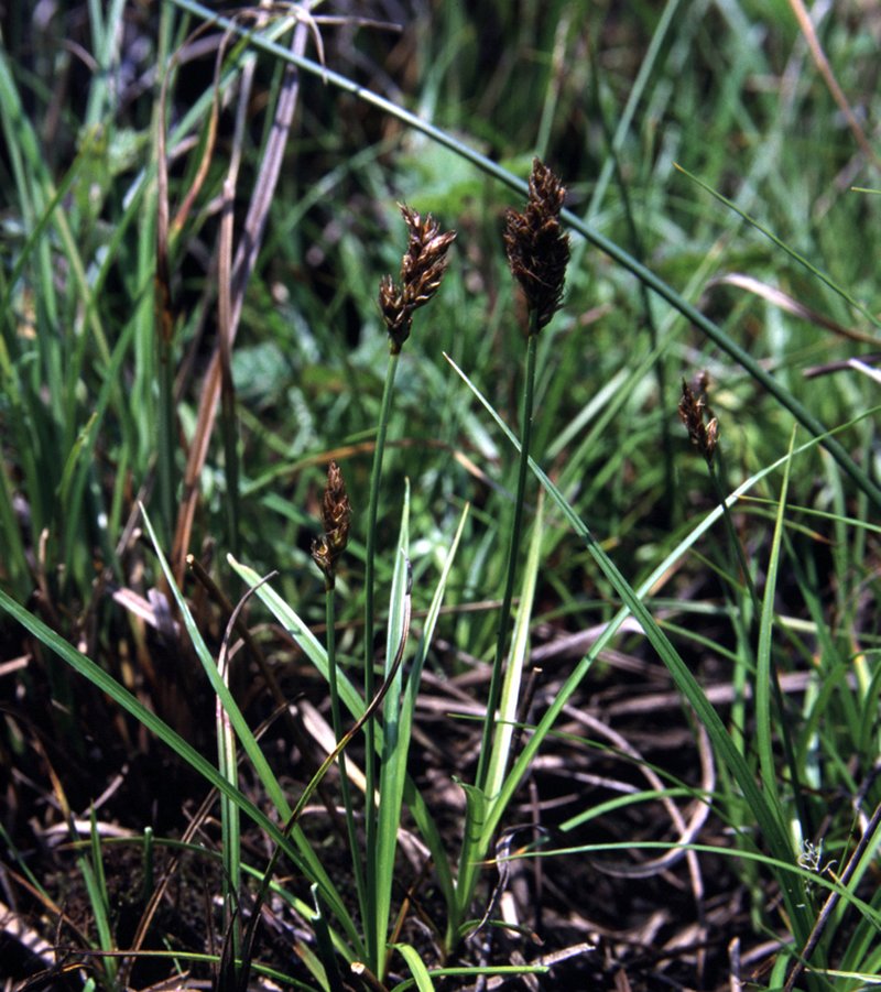 Sanddune Sedge