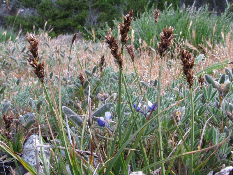 Sanddune Sedge photo 3
