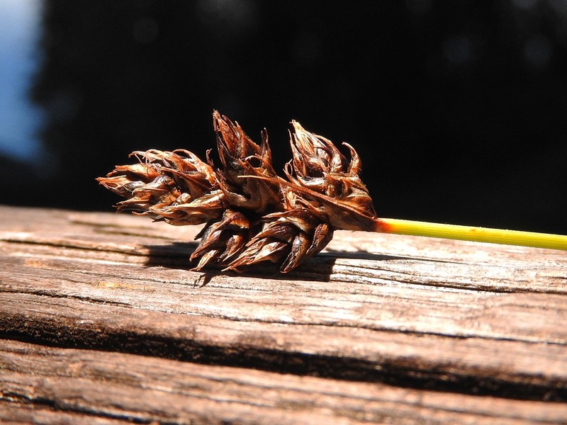 Sanddune Sedge photo 4