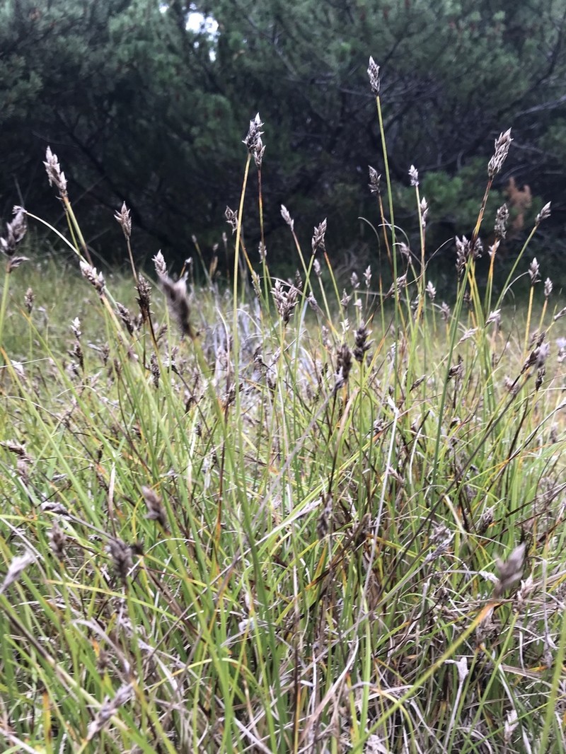 Sanddune Sedge photo 5