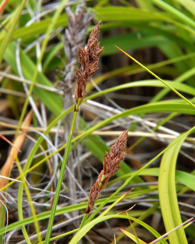 Sanddune Sedge photo 6