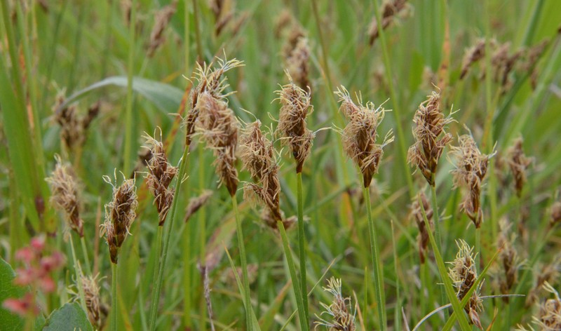 Sanddune Sedge photo 7