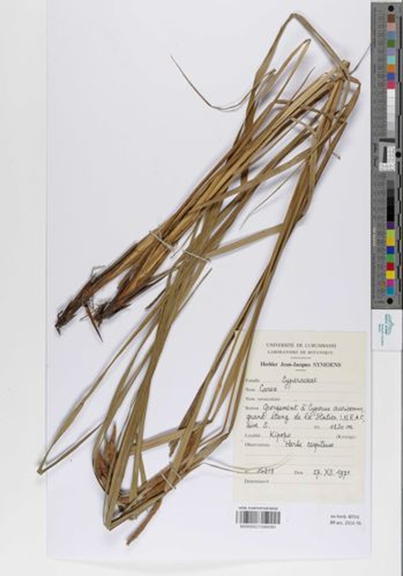 Carex papillosissima subsp. katangensis
