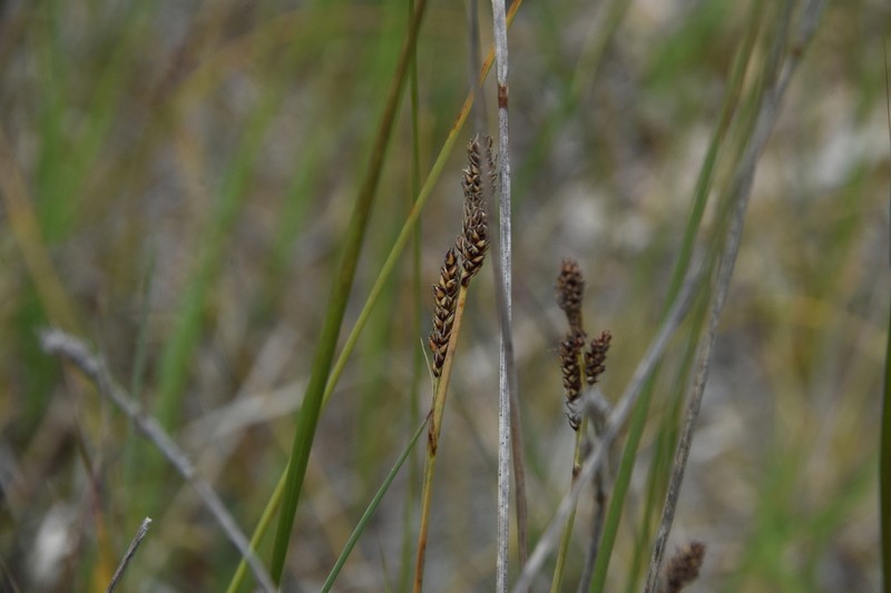 Parry's Sedge