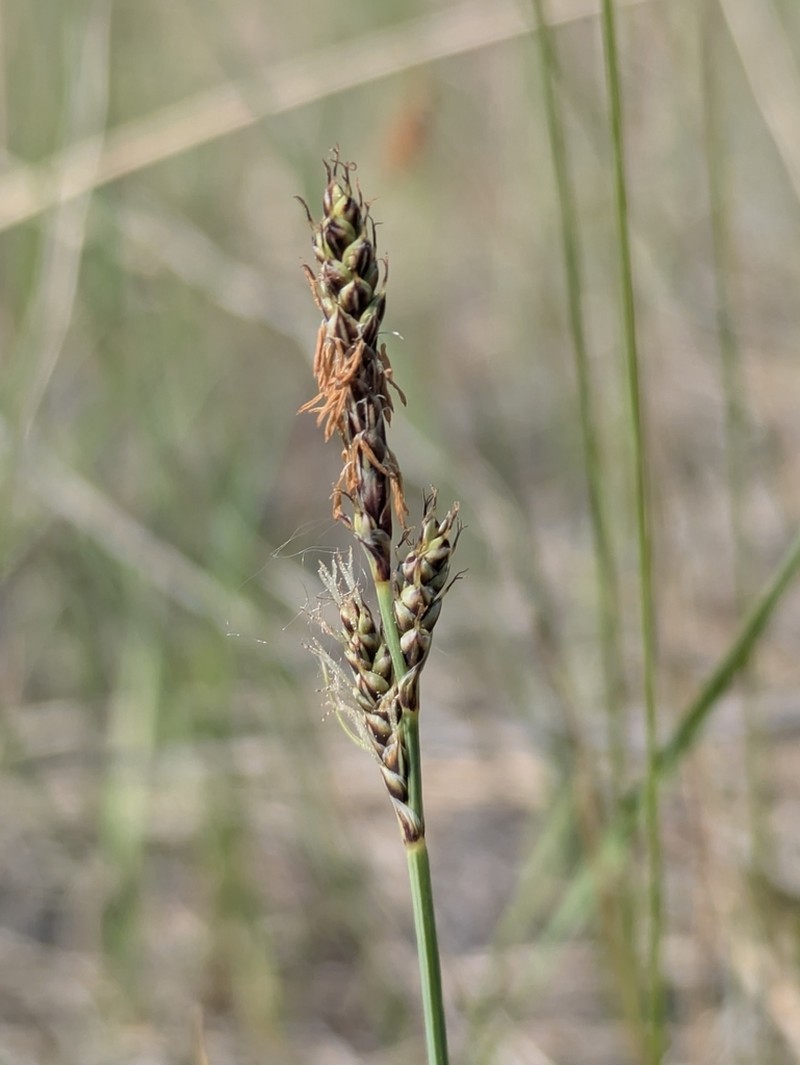 Parry's Sedge photo 2