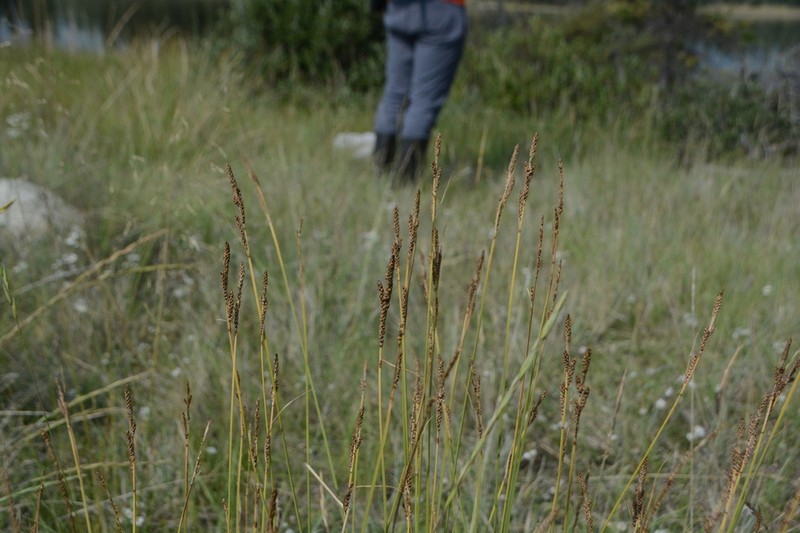 Parry's Sedge photo 3