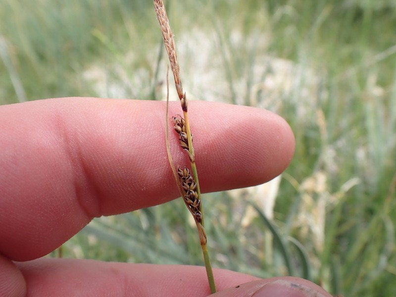 Parry's Sedge photo 4