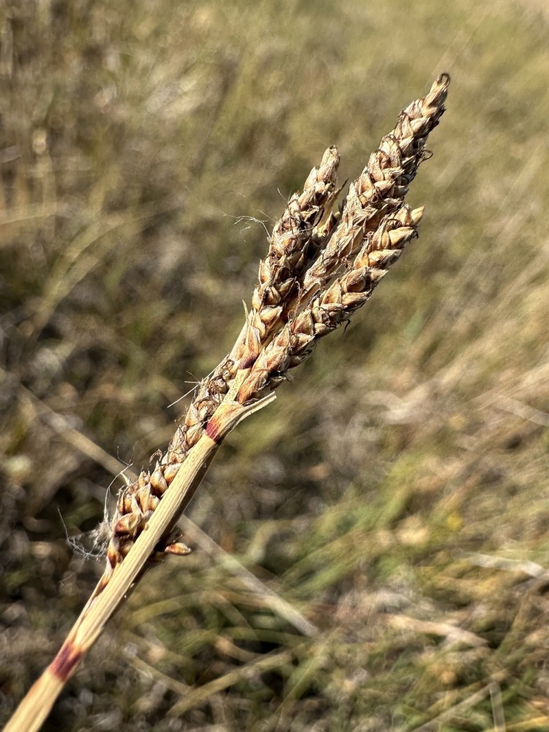 Parry's Sedge photo 5