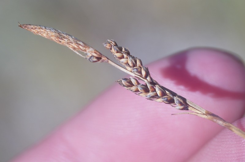 Parry's Sedge photo 6