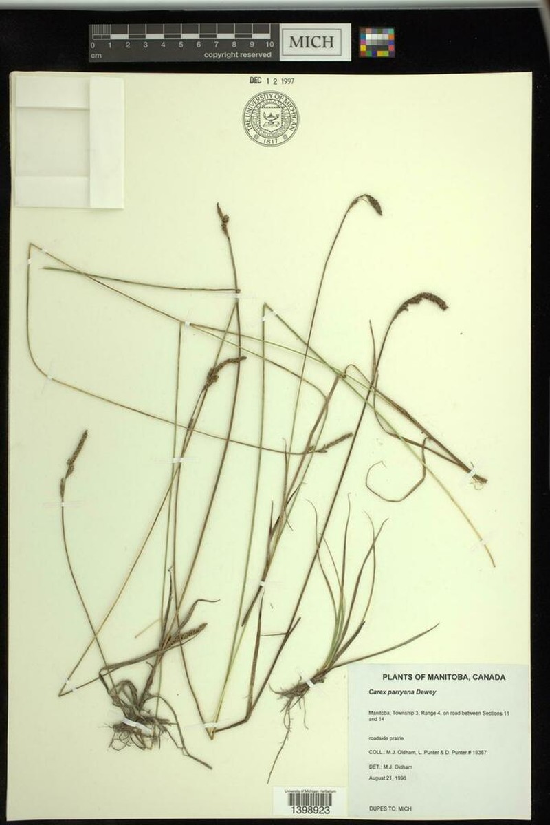 Parry's Sedge photo 7