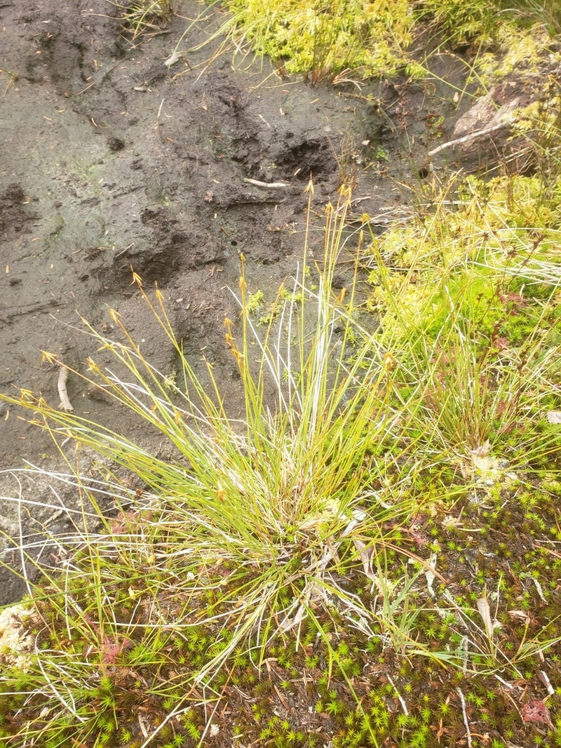 Fewflower Sedge photo 3