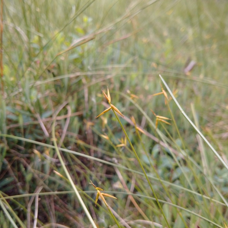 Fewflower Sedge photo 4