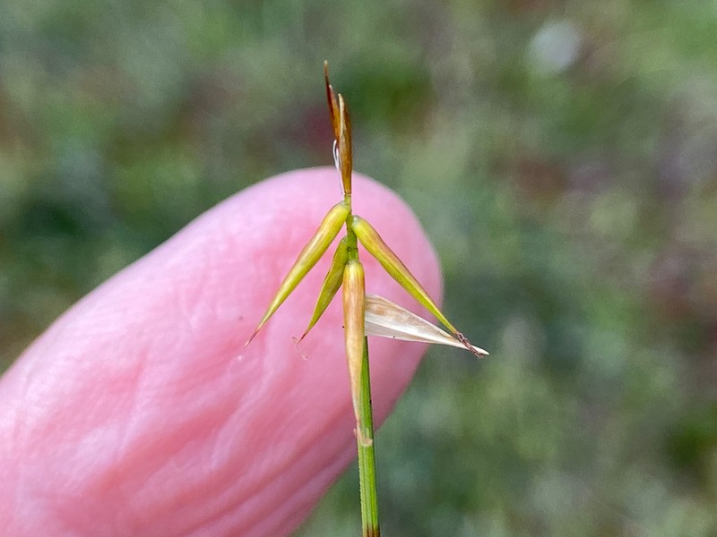 Fewflower Sedge photo 5
