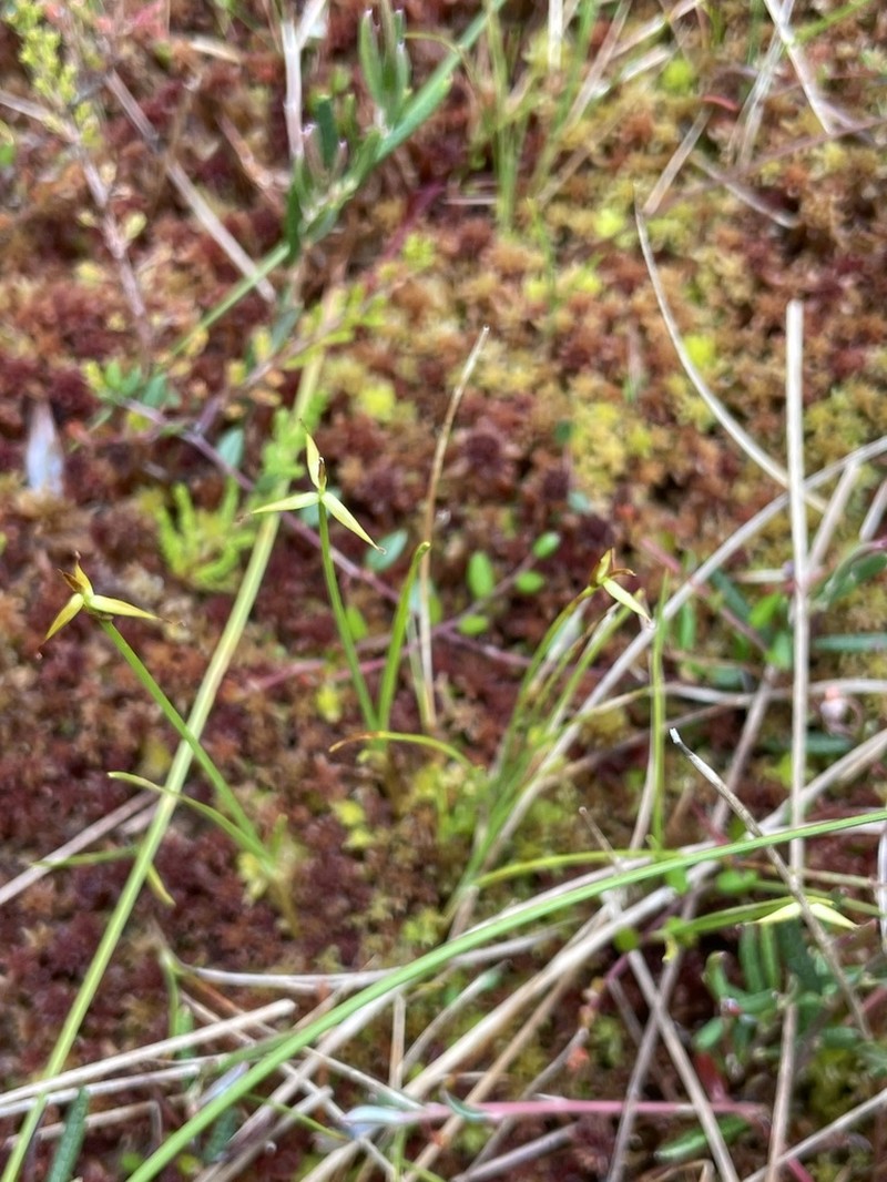 Fewflower Sedge photo 6