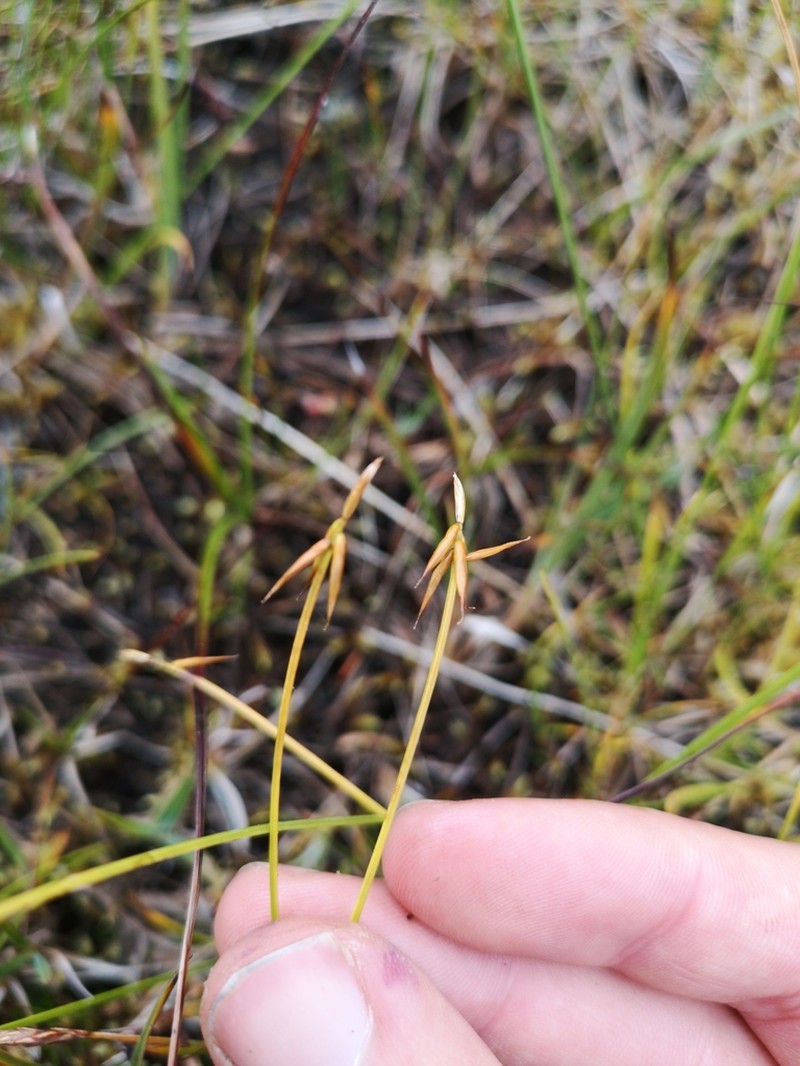 Fewflower Sedge photo 7