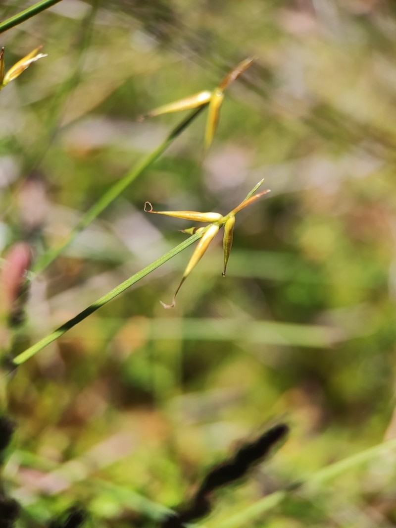 Fewflower Sedge photo 8