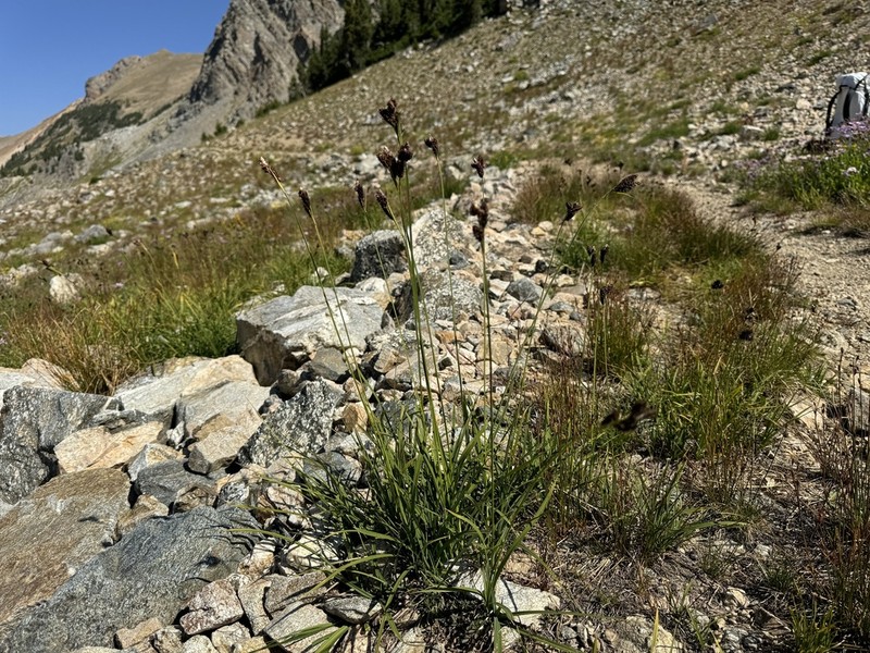 Payson's Sedge