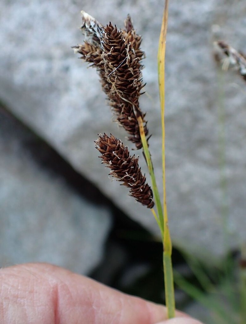Payson's Sedge photo 2