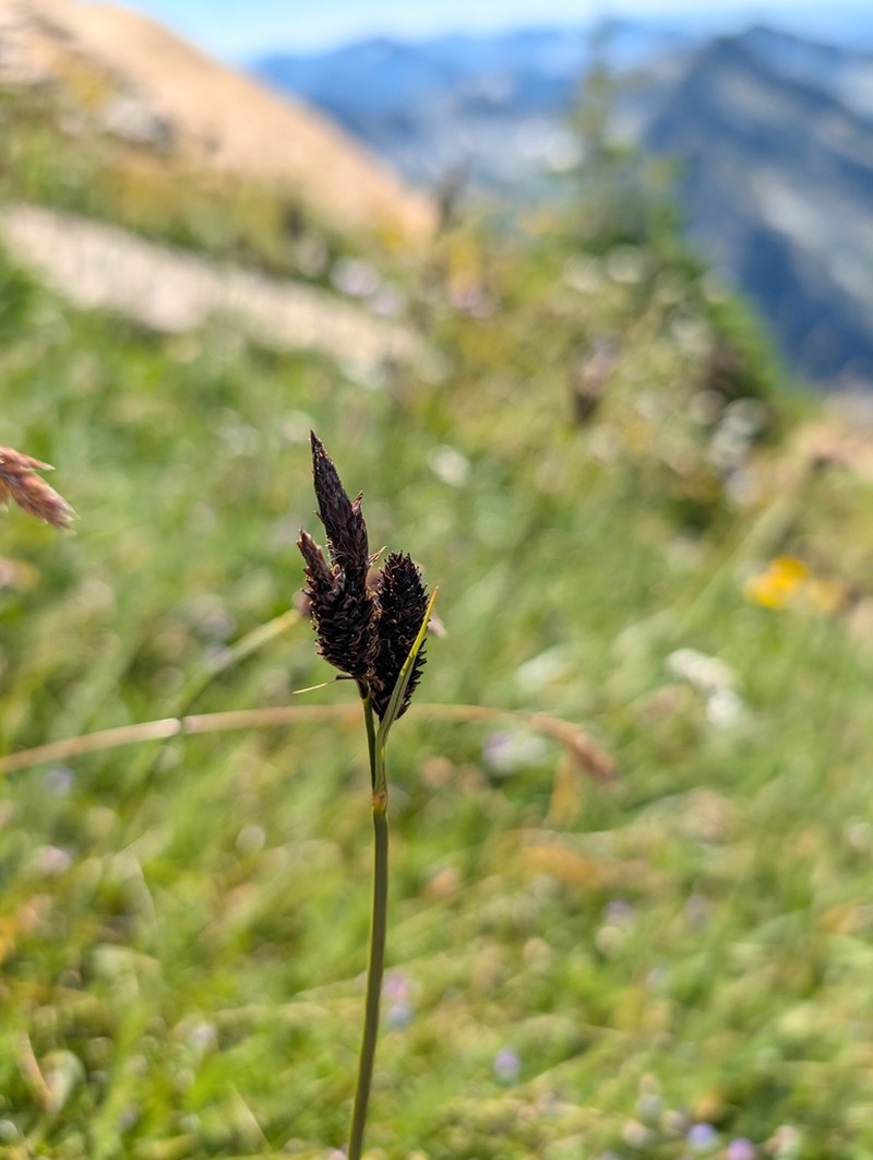 Payson's Sedge photo 3