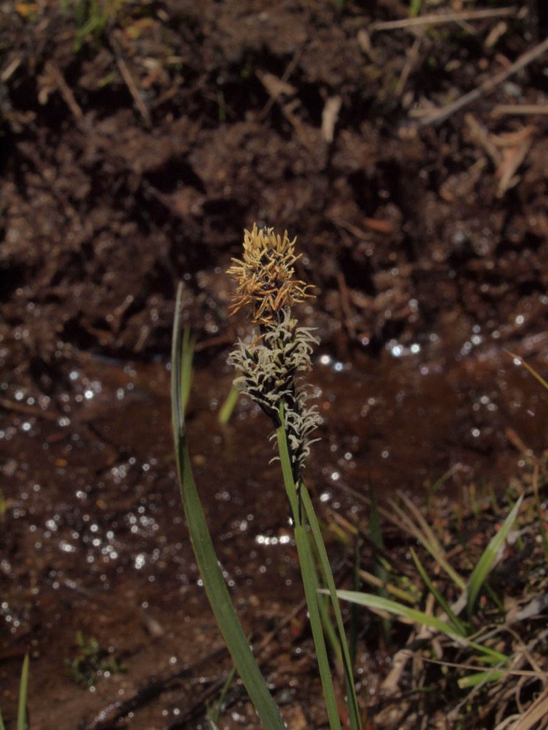 Payson's Sedge photo 4