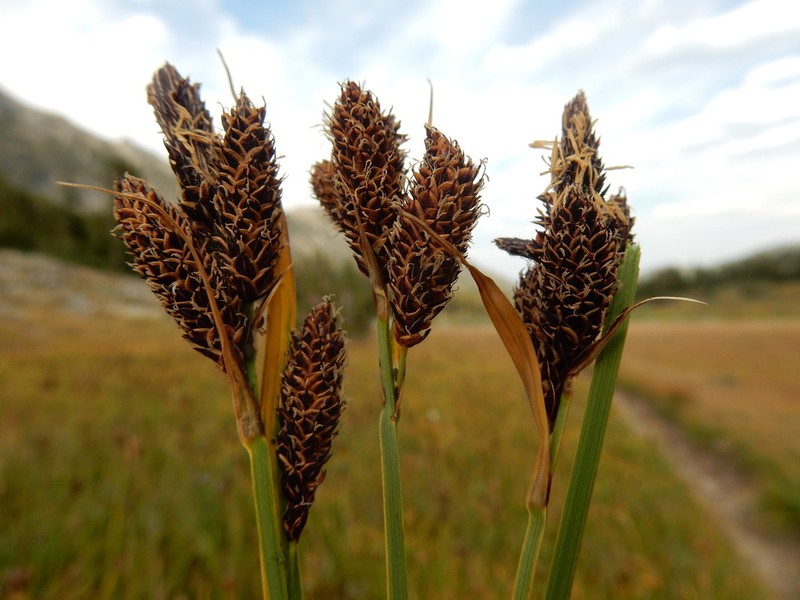 Payson's Sedge photo 5