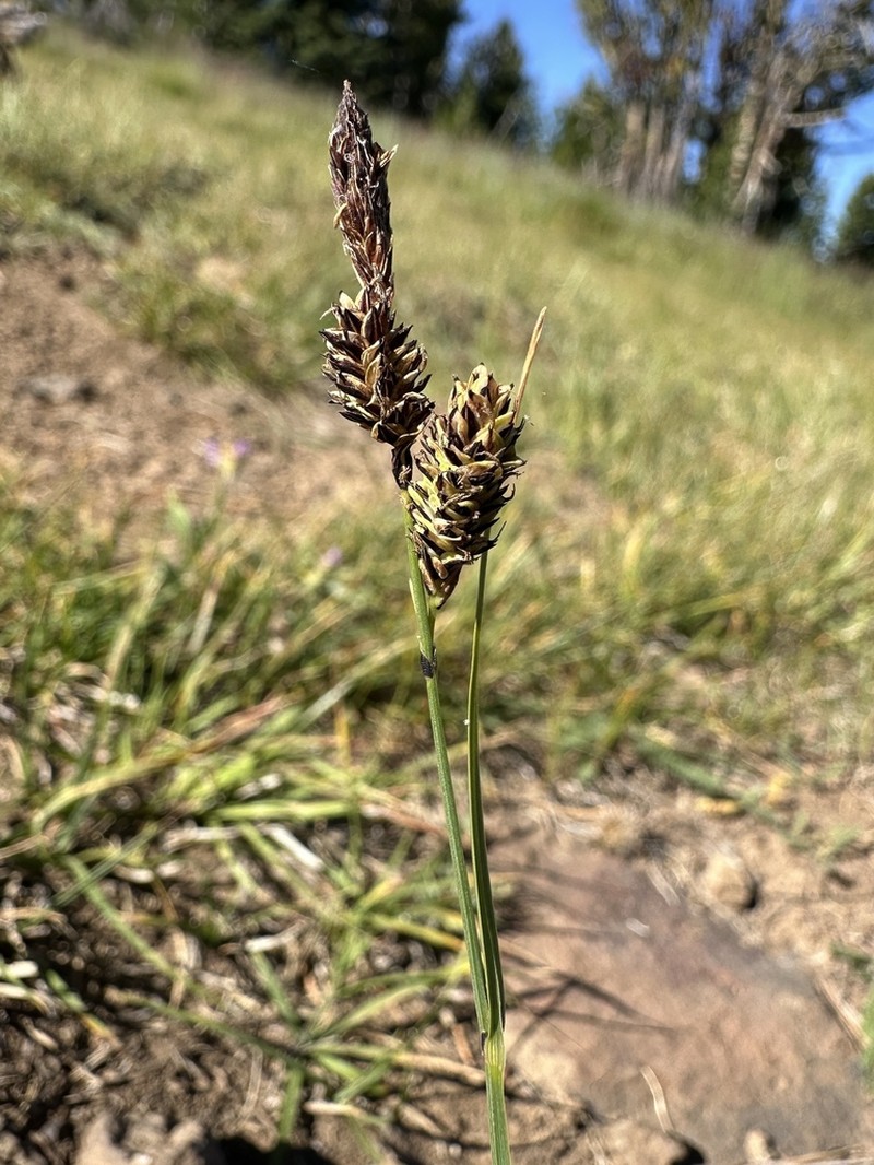 Payson's Sedge photo 6