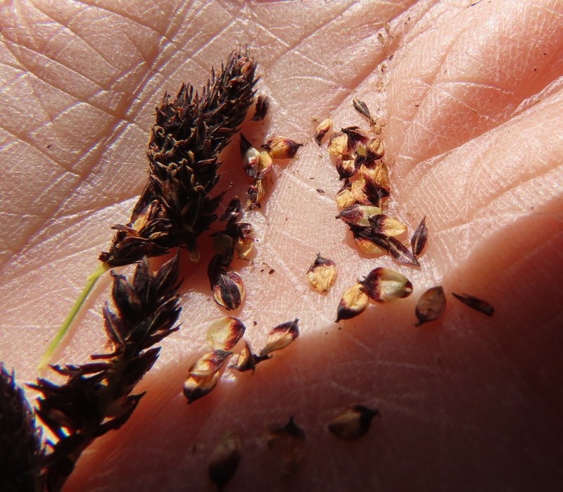 Payson's Sedge photo 7