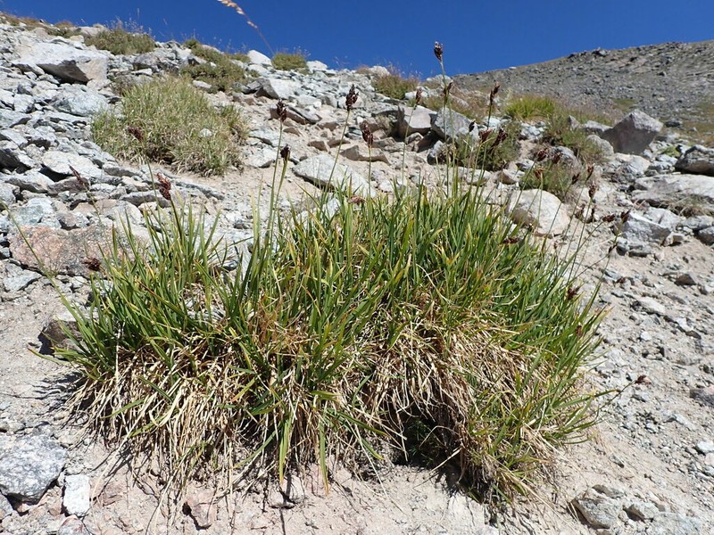 Payson's Sedge photo 8