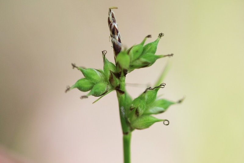 Peck's Sedge