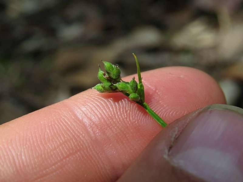 Peck's Sedge photo 3