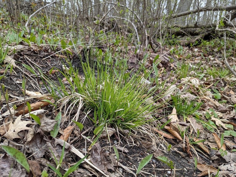 Peck's Sedge photo 4