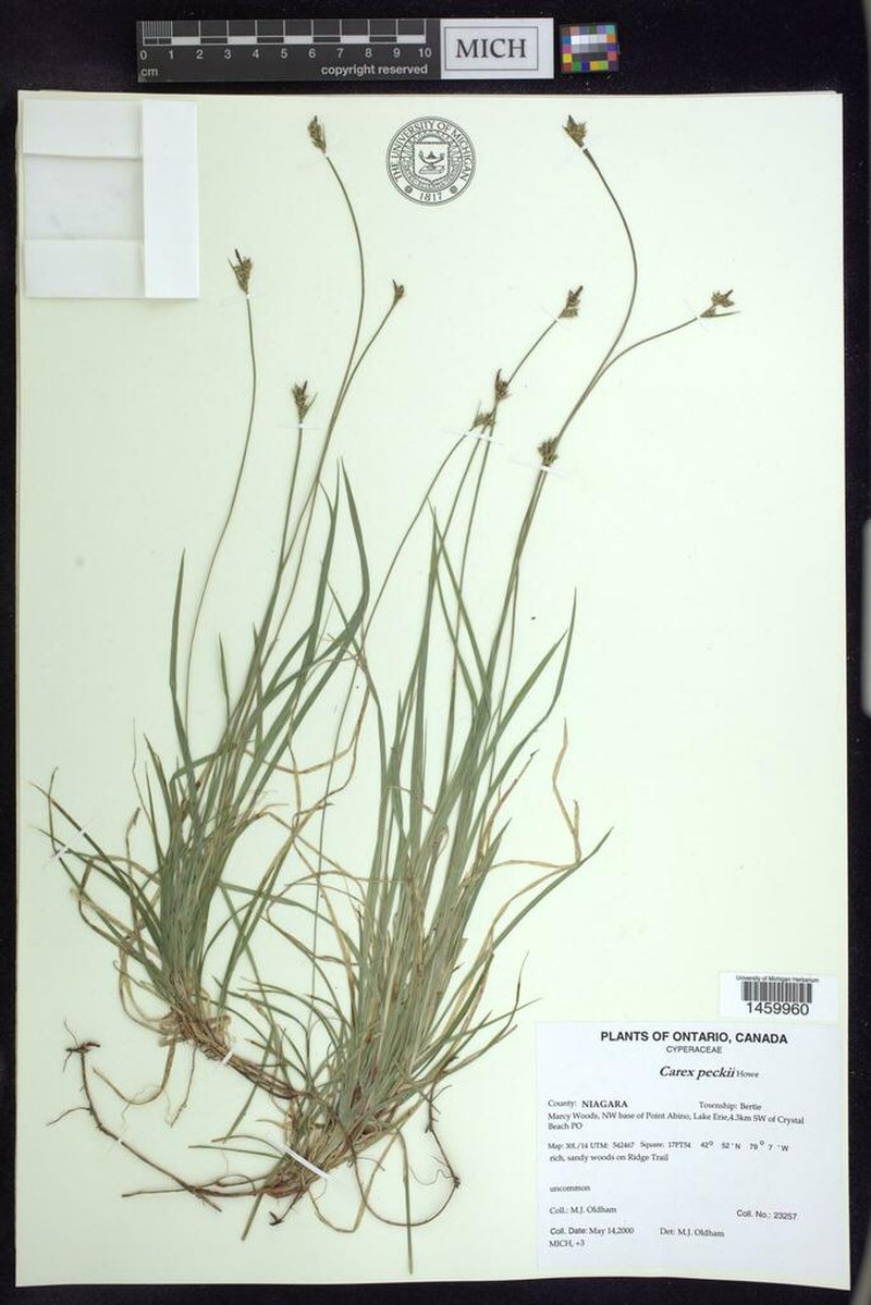 Peck's Sedge photo 5