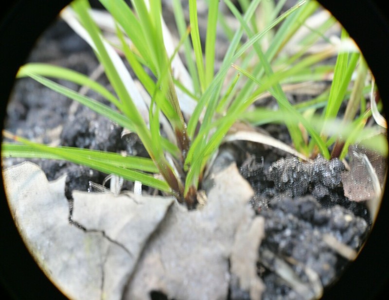 Peck's Sedge photo 6