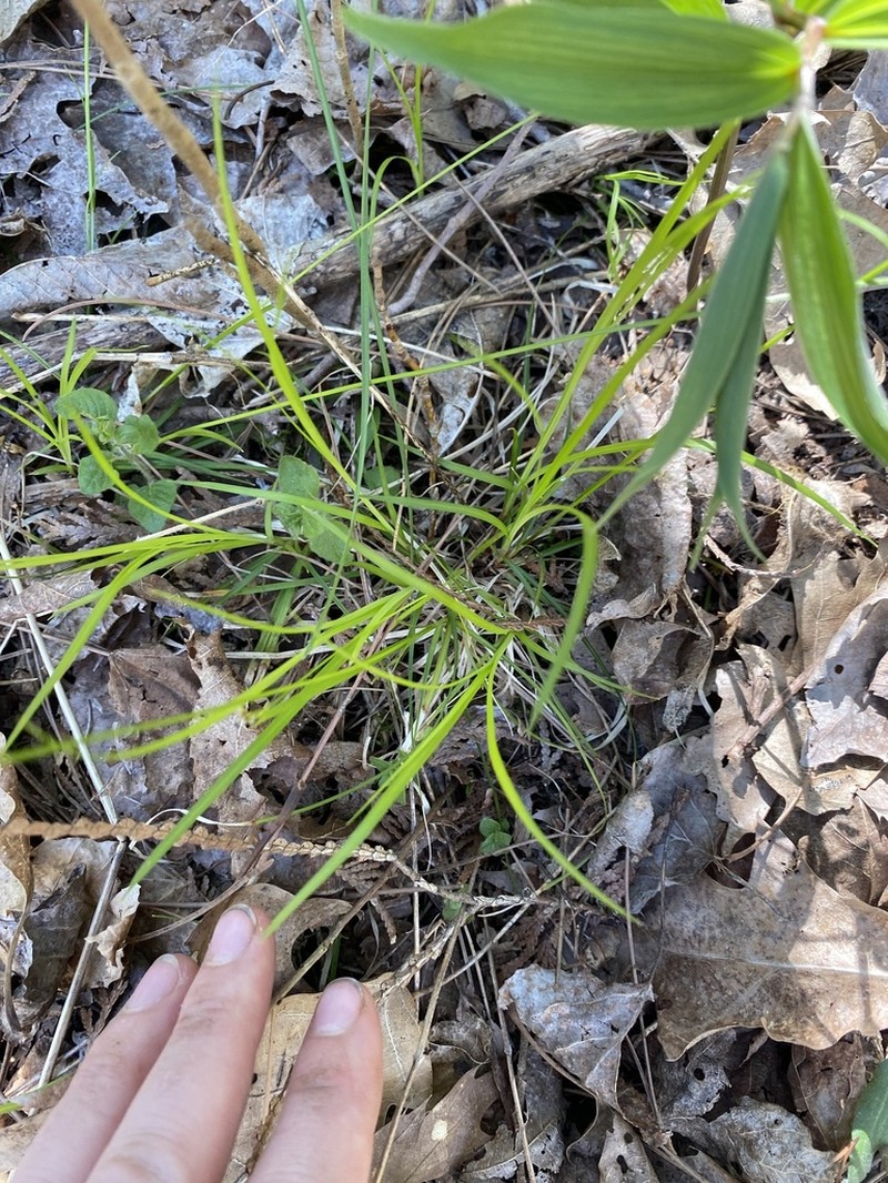 Peck's Sedge photo 7