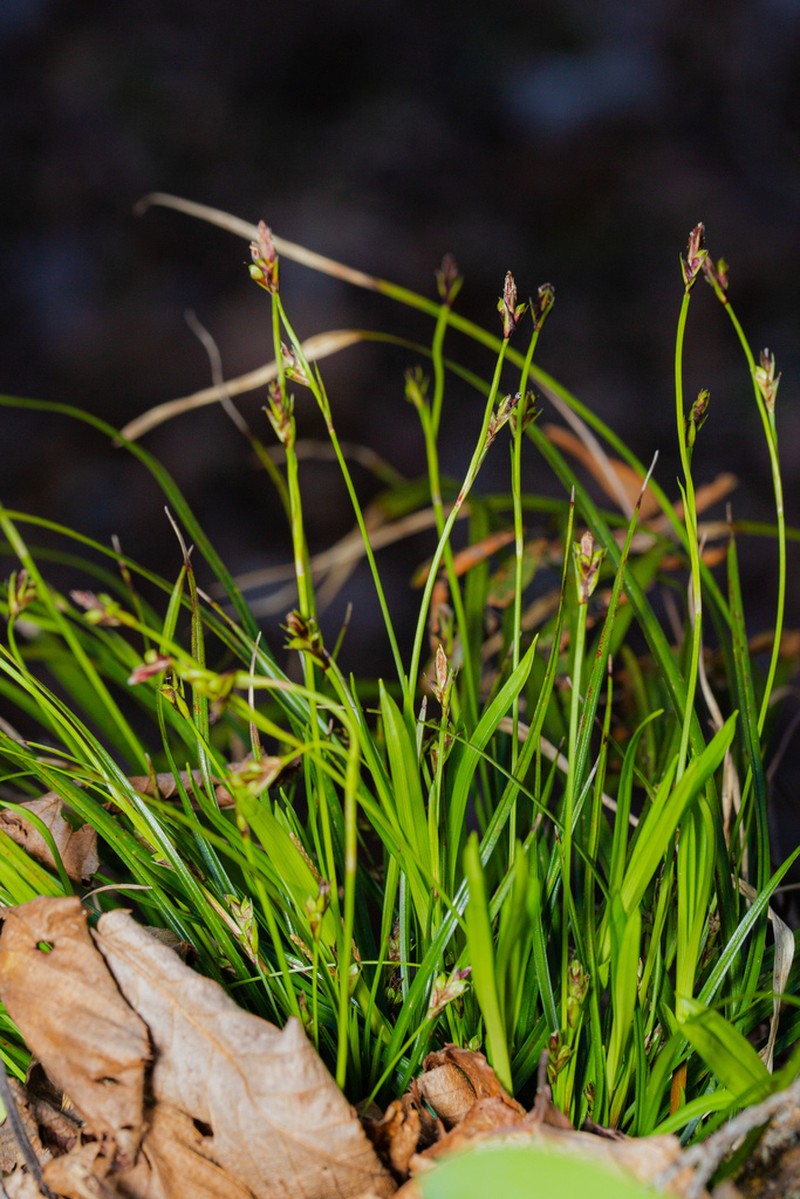 Longstalk Sedge photo 3
