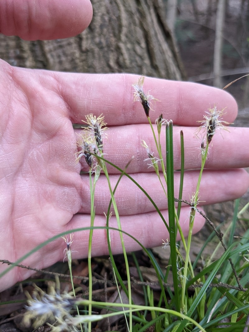 Longstalk Sedge photo 4