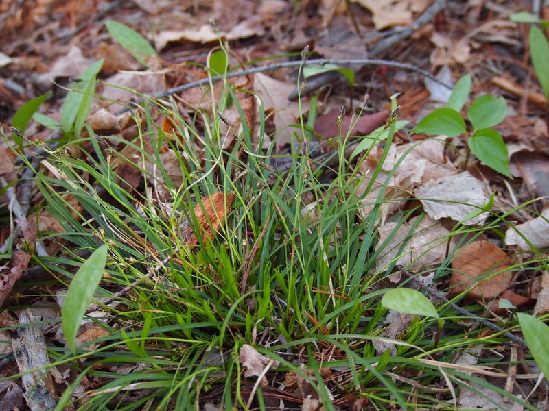 Longstalk Sedge photo 5