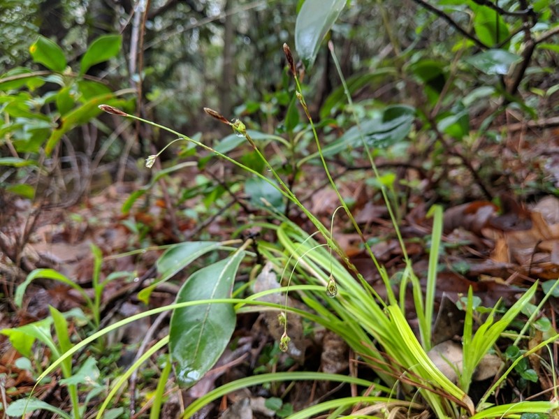 Longstalk Sedge photo 6