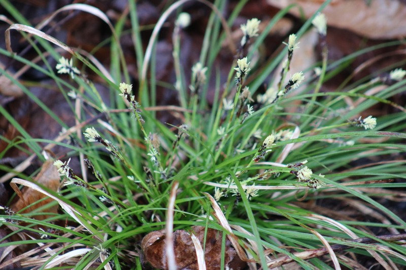 Longstalk Sedge photo 7