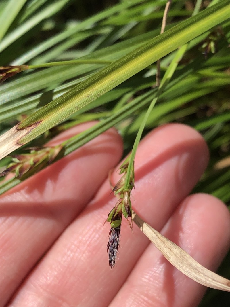 Longstalk Sedge photo 8