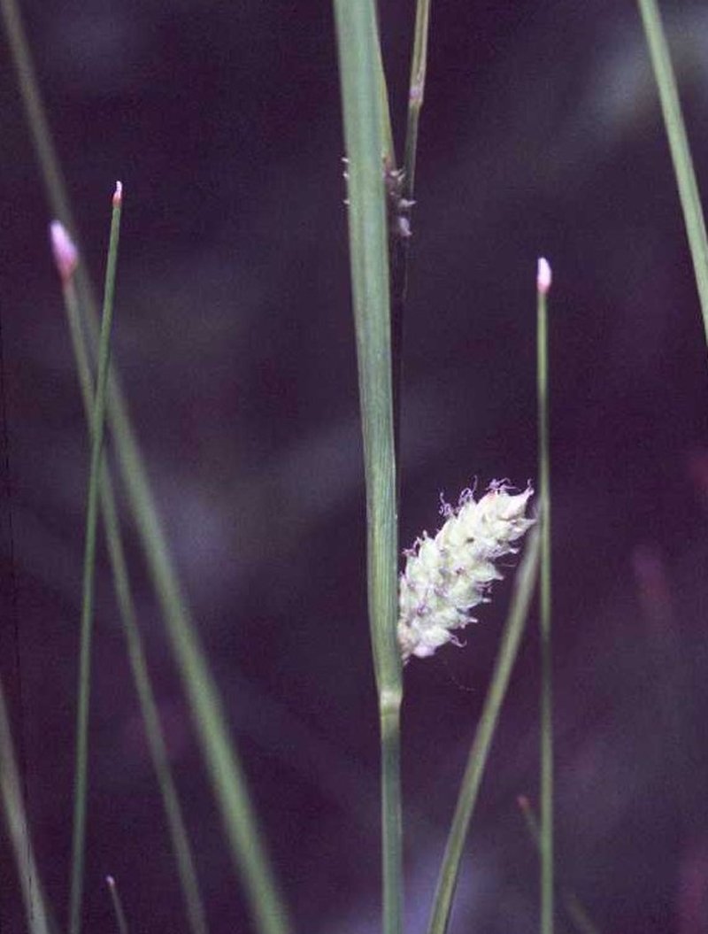 Woolly Sedge