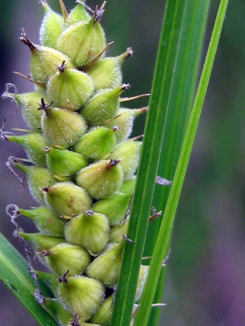 Woolly Sedge photo 4