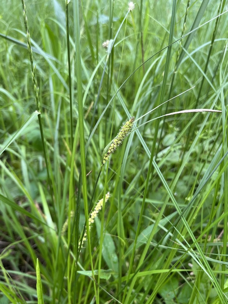 Woolly Sedge photo 5