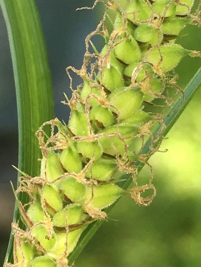 Woolly Sedge photo 6