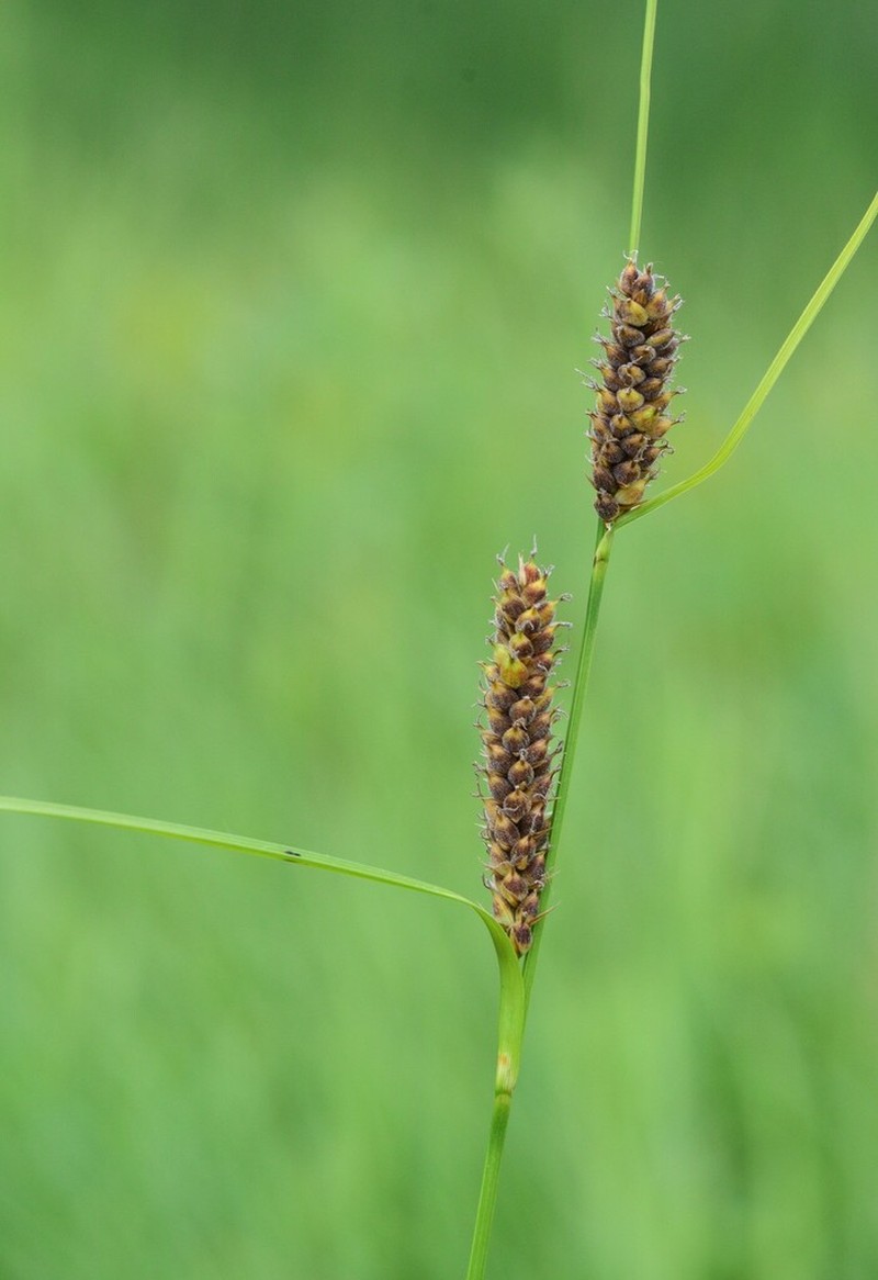 Woolly Sedge photo 7