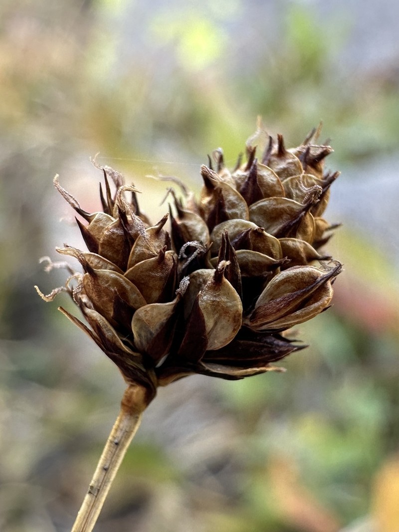 Duskyseed Sedge