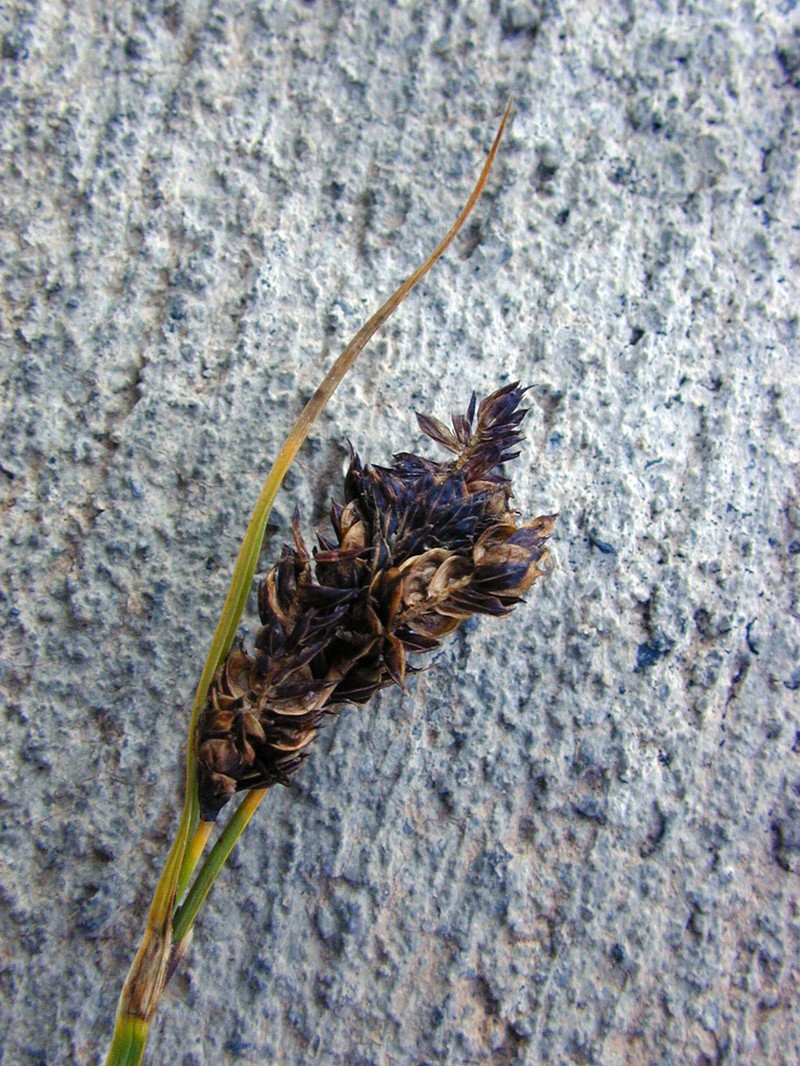 Duskyseed Sedge photo 2