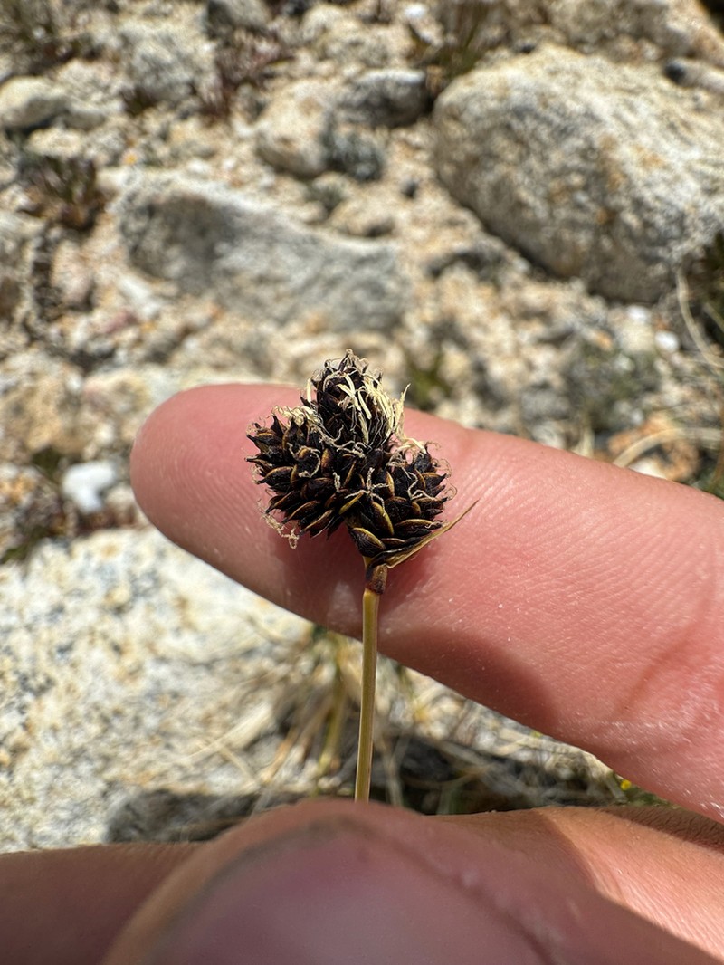 Duskyseed Sedge photo 3