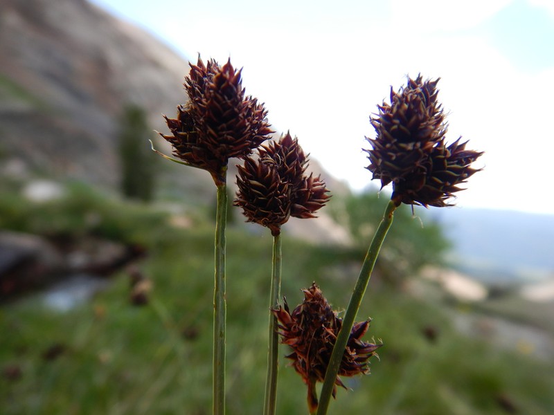 Duskyseed Sedge photo 4