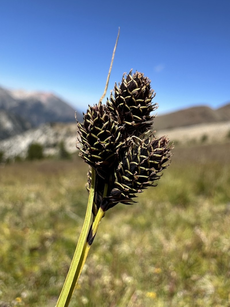 Duskyseed Sedge photo 5